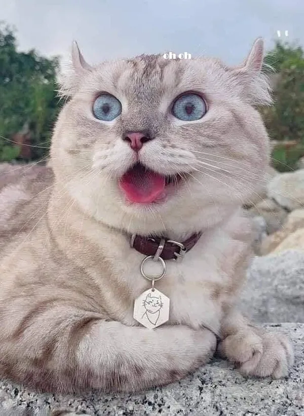 Meme hài thú cưng #038 · hài nhẹ nhàng