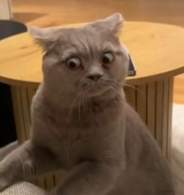 Meme hài thú cưng — look tếu nhẹ · 053.jpg