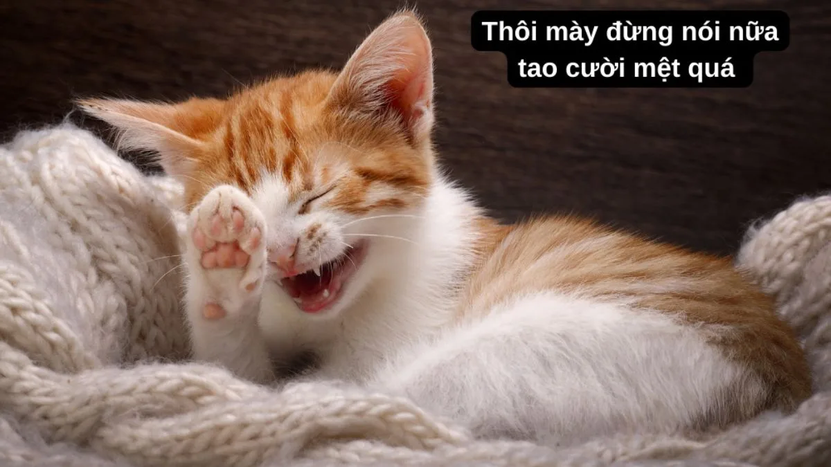 Meme hài thú cưng: vibe giải trí (056)